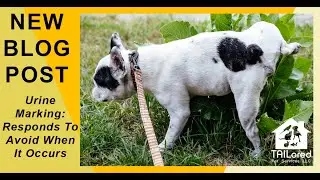 Urine Marking: Responds To Avoid When It Occurs