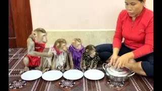 OMG!! 4 Siblings Look Super Curious At Mysterious Dinner While Mom Preparing, WHAT IS THAT??