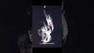 Animal Synchronization 💀