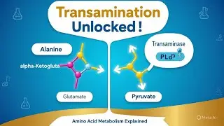 Understanding Transamination: The Key Process in Amino Acid Metabolism