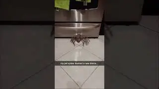 Мой домашний паук выучил новый танец 🤯