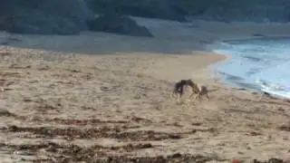 lurchers coursing each other on the beach