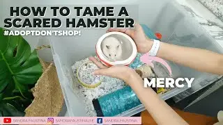 Taming a *SCREAMING* Scared Hamster | Sandra Faustina