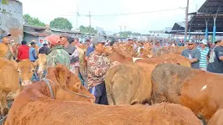 TURUN HARGA‼️SAPI DORO'AN SUPER SIAP IB || PASAR SAPI GUYANGAN NGANJUK ||