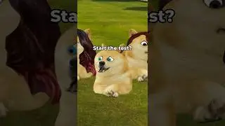 lil doge forgets about an exam