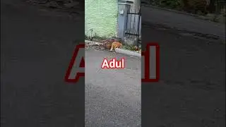 adul si onyen#cat #kucing#kucinglucu #animals #hiburan#fypシ #shorts #shortvideo #youtubeshorts