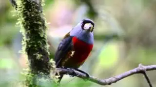 Toucan Barbet, Semnornis ramphastinus