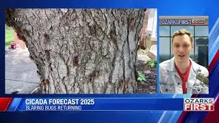 Ozarks exempt from massive brood cicada invasion in 2025