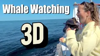 Whales in Nova Scotia Pleasant Bay Whale Watching on the Cabot Trail, Cape Breton,. VR 180 Video