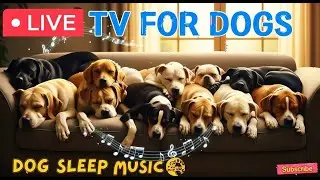 ASMR: The Gentle Sound of Ice Cubes in a Glass 🧊 (Dog Sleep Music).