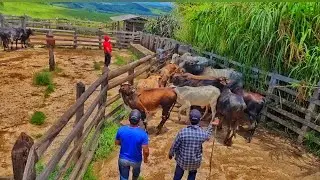 Levando o Gado no Tronco pra Vacinar/Compadre Vitor na Lida/Ti&atilde;o/Tio Chic&atilde;o/ Muita DICA e Prosa Boa!