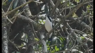 Calls of White Browed Shrike Babbler (Pteruthius aeralatus) found in Himalayas & Southeast Asia