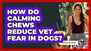 How Do Calming Chews Reduce Vet Fear In Dogs?