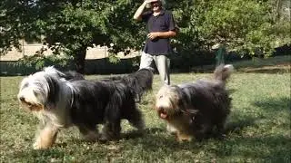 BEARDED COLLIE GREMONTREE - 2021 One summer day