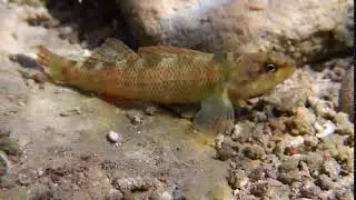 Rio Grande Darter (Etheostoma grahami), Dolan Creek, Dolan Falls Preserve, Texas - Video 4