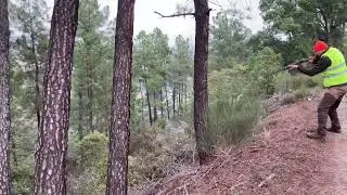 Ca&ccedil;a grossa em Portugal 🇵🇹 Grange bicho  🐗