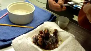 Nestling House Finches-Wild Bird Rehabilitation
