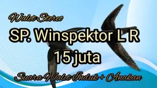 Suara Walet stereo LR mantap