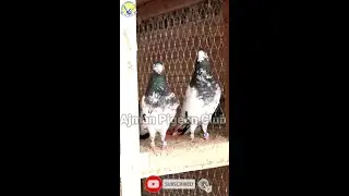 Teddy Pigeons 🕊 |Breeder Cage|Setup|Teddy Kabotar #youtubeshorts