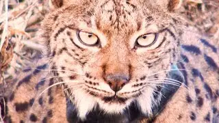 Korkeichen-Katze | Kampf um Iberischen Luchs