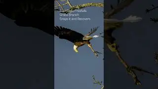 Never captured this BEFORE!  How a Bald eagle Snaps off a Branch
