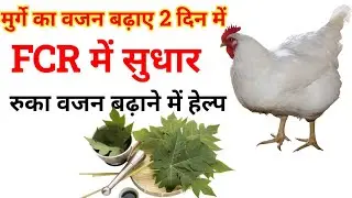 Fcr कैसे मेंटेन करें। मुर्गे का वजन कैसे बढ़ाए। 25 day manegement। Poultry farm manegement।