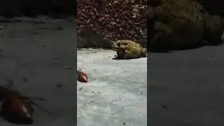 Frog Ka Khatarnak Attack on Insects! #music - #FrogAttack #WildlifeMoment #NatureInAction#trending