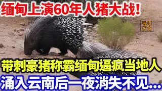 缅甸上演60年人猪大战！带刺豪猪称霸缅甸，涌入云南一夜消失不见！#璀璨东方 #科普 #奇闻异事 #豪猪