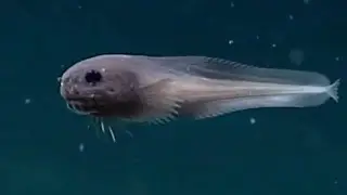 10 New Deep Ocean Creature ROV Encounters from Summer 2023 Found in Alaska