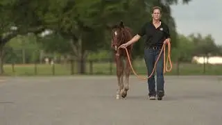 Weanling Tiz the Law o/o Scarlet Dixie
