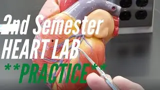 A&P Practice:  Second Semester Lab #1, Heart, Coronary Vessels, ECG and Sheep Heart Dissection