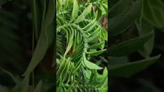 fern plant | in my garden