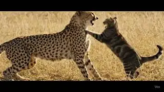 Chitcat fight...#photography #video #shorts #saiyaara #cat
