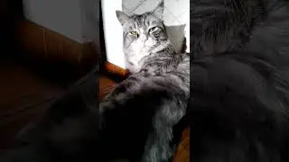 Взрослая жизнь... #цитаты #позитив #cat #nature #стэтхэм #кот #юмор #memes