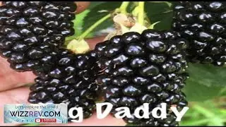 1 Big Daddy Thornless Blackberry Rubus Plants Outdoor Garden Fruit Edible Review