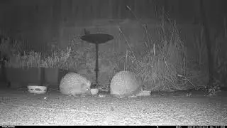 Happy Hedgepigs - 2025-09-13