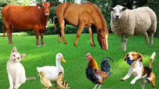 Funny Farm Animals: Cat, Dog, Cow, Duck, Pig, Horse, Sheep, Chicken-Animal Sounds