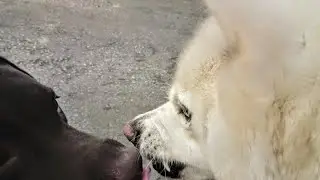 Husky fight two dogs ( how not to approch a dog)