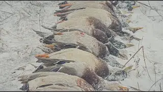 Duck Tornado ! Duck Hunting in Washington