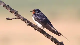 Mud collectined by Barn swallow for nest building.  R&acirc;ndunică - Hirundo rustica