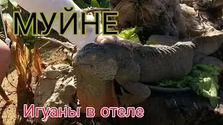 Вьетнам. Pacific Beach Resort Муйне. Азия. Куда съездить на море зимой #вьетнам #муйне # #vietnam