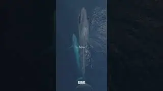Blue whale 🐋 facts: They're 6m long at birth!