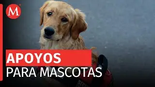 Programa 'Mujeres con Bienestar' de Delfina Gómez en el Edomex incluye apoyo a mascotas