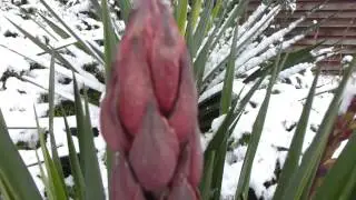 Yucca Plant -  in the snow - P&aacute;lmalilja  - Jukka - Skrautplanta - S&iacute;gr&aelig;nar pl&ouml;ntur