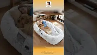 Human-Sized Dog Bed - Washable Orthopedic Extra Large