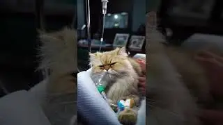 #CuteAnimalVideo #CutenessOverload #SweetCat #InspiringPets #RescueCat #CatWarrior #TinyFighter