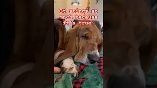 She&rsquo;s too expensive! #hound #dogs #humor #bassethound #basset #puppy #shorts #ytshorts #wow #funny