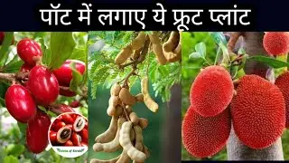 All Types of Grafted Fruit Nursery  || S.J. Nursery  || Safe plant Shopping