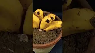 बनाना ट्री प्लांट 🌱🌱#viral #plants #plant #garden #new #banana #youtubeshorts #trending #youtube