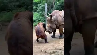 Brown Bear Attacks Rhino for Revenge...#bear #anime #wildlife #rhino